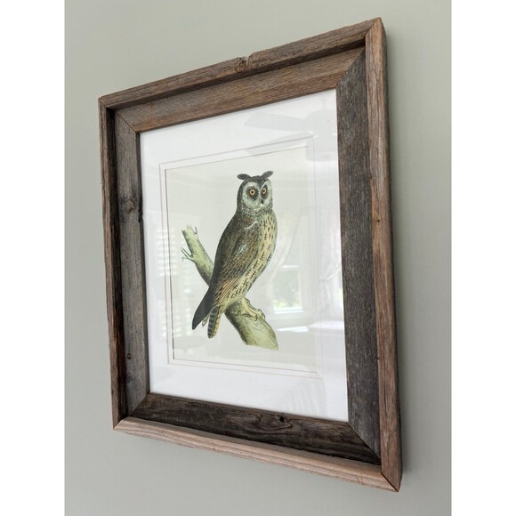 1870 Alexander Francis Lydon Long Eared Owl - Woodcut Framed Print - Picture 1 of 4